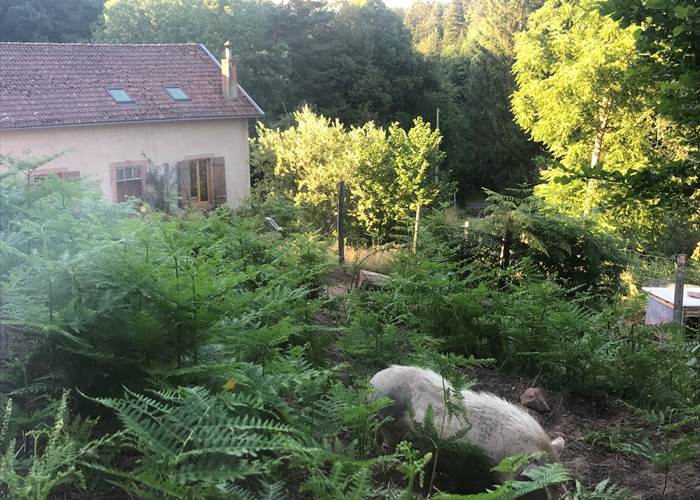 la foret a 360 degres