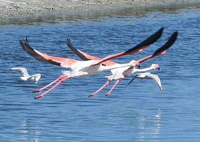 Envol de flamants roses