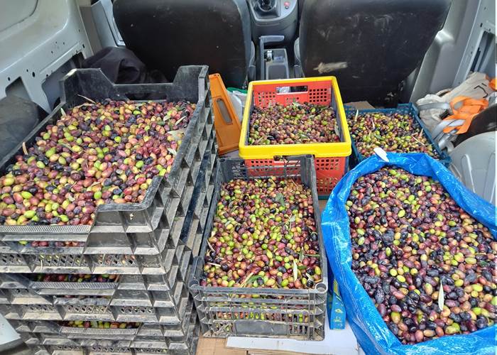 Découverte de l'olive