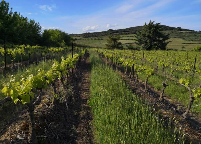 Vignoble Mas Farchat