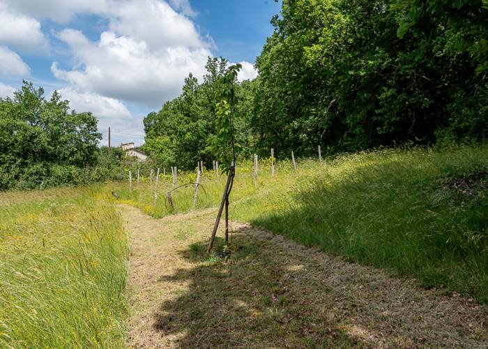 Allée arborée dans le jardin naturel du Domaine Sainte Raffine