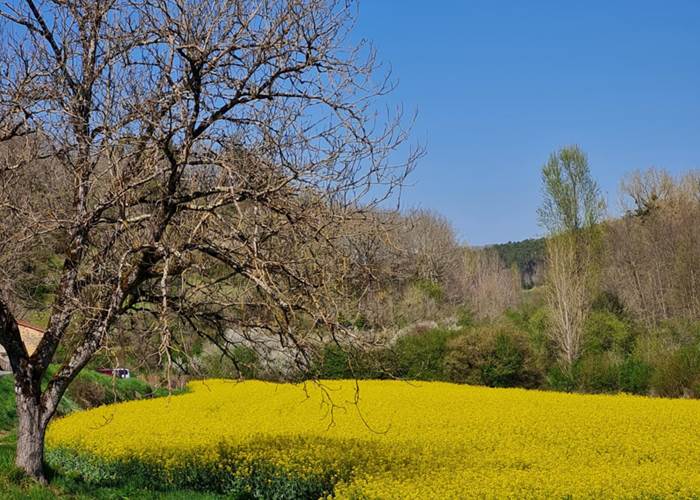 Dordogne. Le champ de l'Hoste. Printemps.