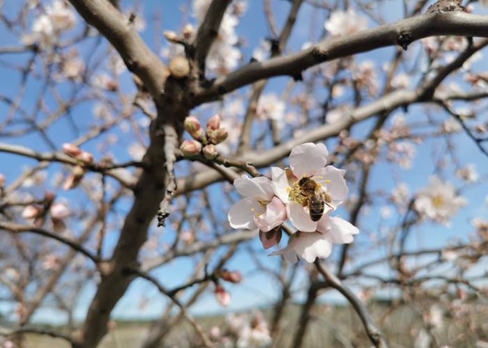Les abeilles butinent avec enthousiasme