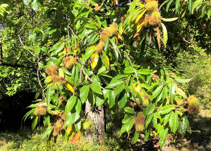 Les chataignes arrivent-news