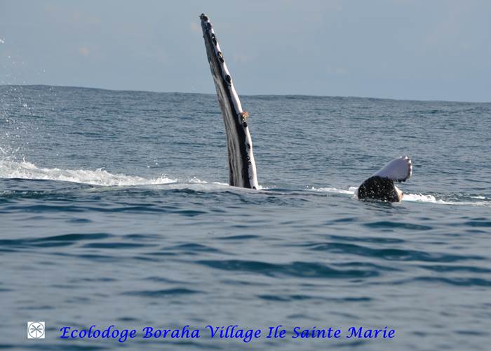 Baleine Boraha VIllage Ile Ste Marie Madagascar 26