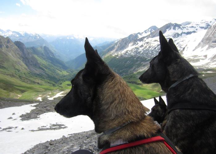 malinois-en-randonnée