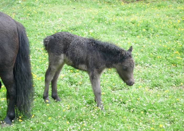 Château de Behen Falabella