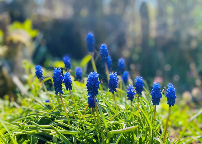 fleursdemuscari-printemps-nature-chambredhôte-hautecorrèze