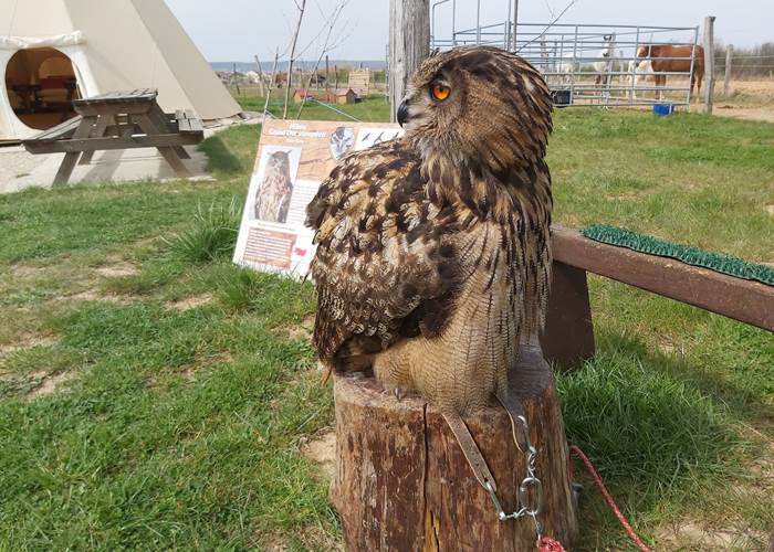 hibou_tipi