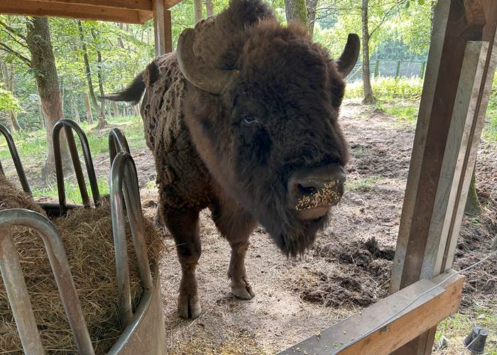 Nourrissage - bison
