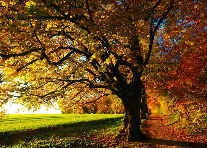 Immersion dans la nature-news