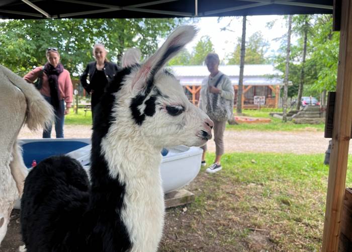 LAMA ET DOUCEUR