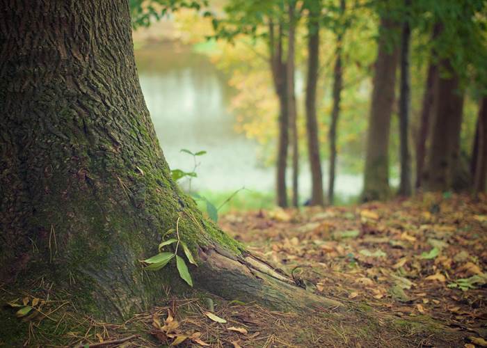 forêt