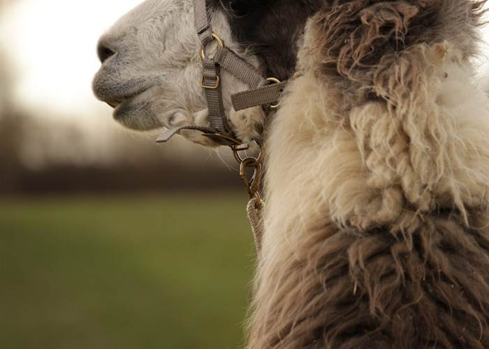 Koda : lama de balade et de médiation par l'animal