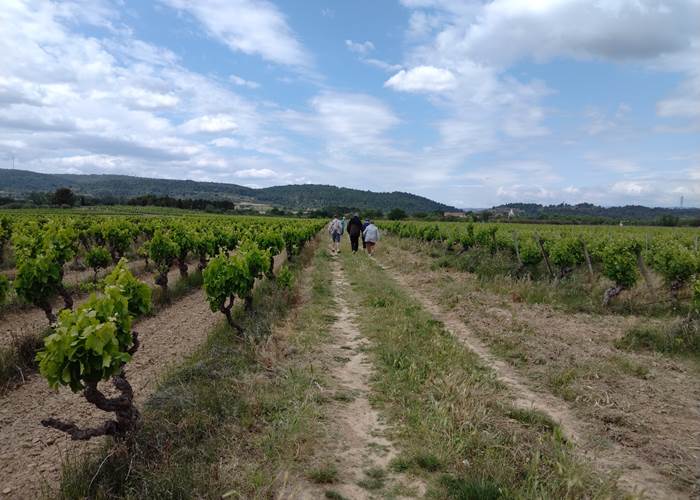 Balade dans les vignes de Mailhac