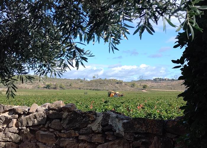 Vendanges vues de Le Coq du Nord Mailhac 🍇🍇🍇