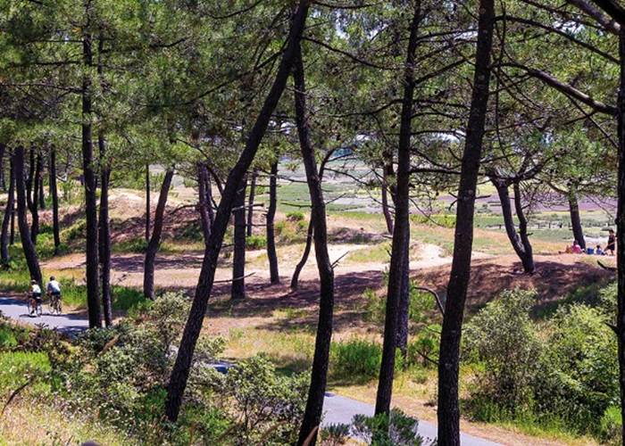 La forêt de la Coubre