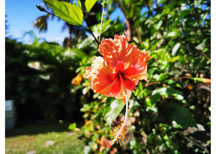 jardin-tropicale-gite-balisiers-sainte-anne-guadeloupe