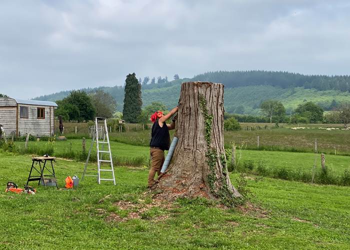 Les terres de la chouette, seconde vie qui commence pour le Thuya qui a prit la foudre