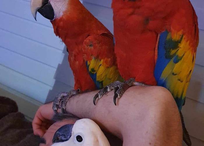 hébergement avec animaux