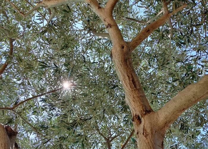 On se détend sous les oliviers du Sud