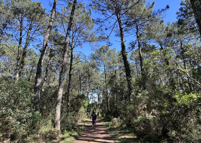 sortie vélo dans la forêt landaise