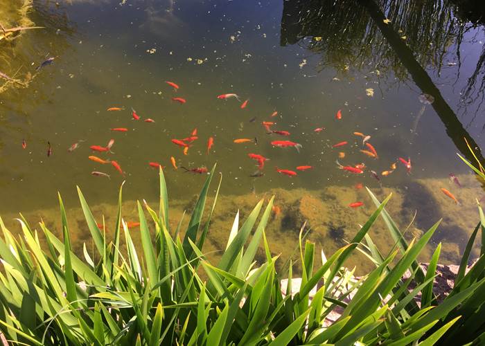 Quelques poissons rouges