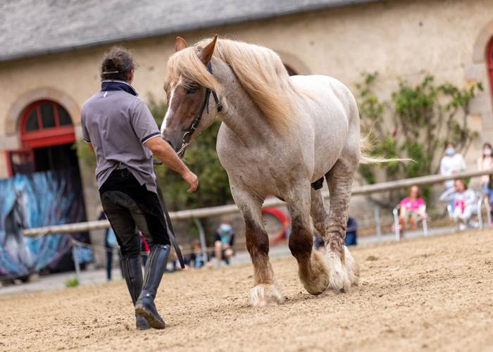 Présentation chevaux au Haras National d'Hennebont-page