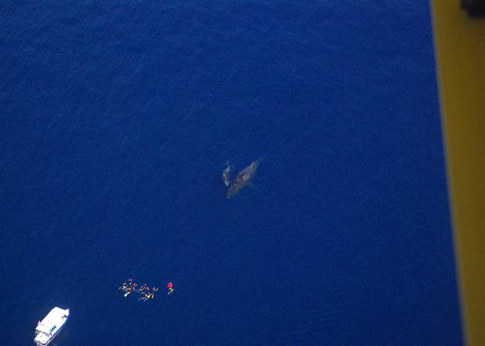 Vue depuis d' un ULM d'une baleine et de son baleineau