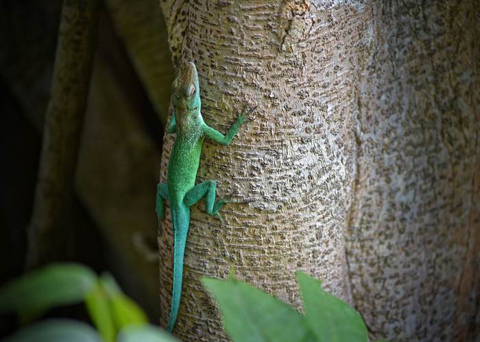 Gite_Rural_Flane_Capesterre_Belle_Eau_Guadeloupe_Basse_Terre