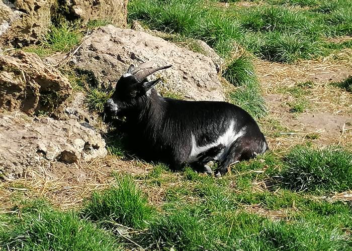 Chèvrerie de Nesle La Reposte