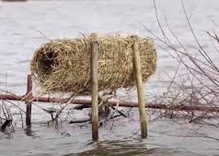 Nichoir Canard