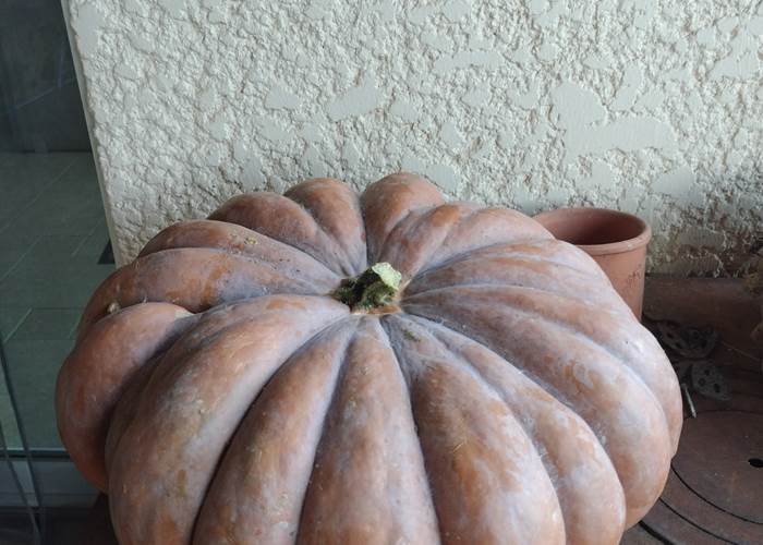 La fête de la courge se prépare à Mailhac