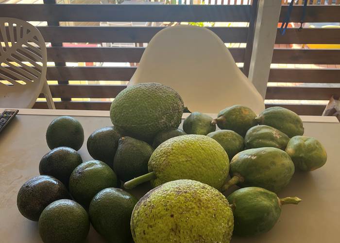 récolte du jardin: fruit à pain, papaye et avocat