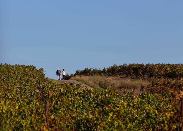Couple marchant au milieu des vignes du Languedoc près de Béziers et Montblanc pour illustrer les expériences œnotouristiques autour des Gîtes de Monte Blanco