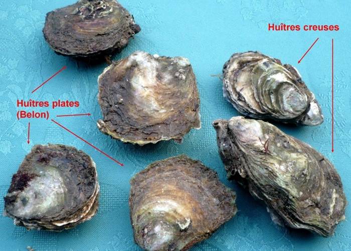 Huitres plates et creuses