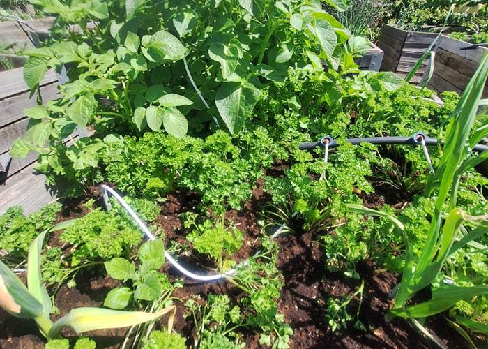 Potager vivant du Mas des Figues avec cultures de légumes de saison en agriculture biologique