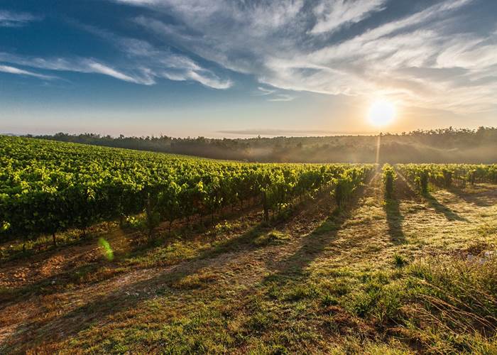 Vignes alohamalakhov