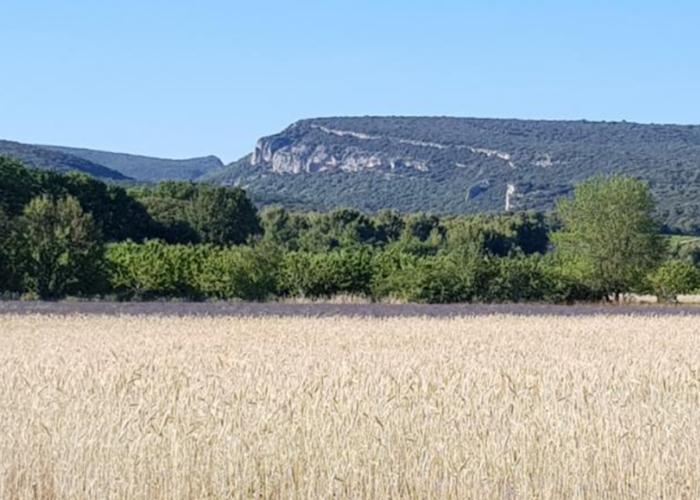 Combe Font Jouvale, vue sur les crêtes et le champs de blé depuis les gîtes Luberon Lub'heureux
