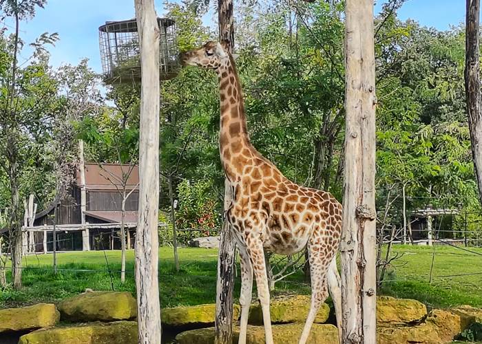 activité soigneur d’un jour zoo de La Flèche