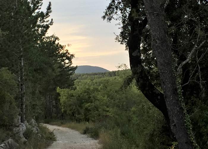 foret aubussargues en fin de journee