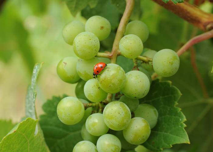 Pied de vigne, cépage, nature, biodynamie, vignoble