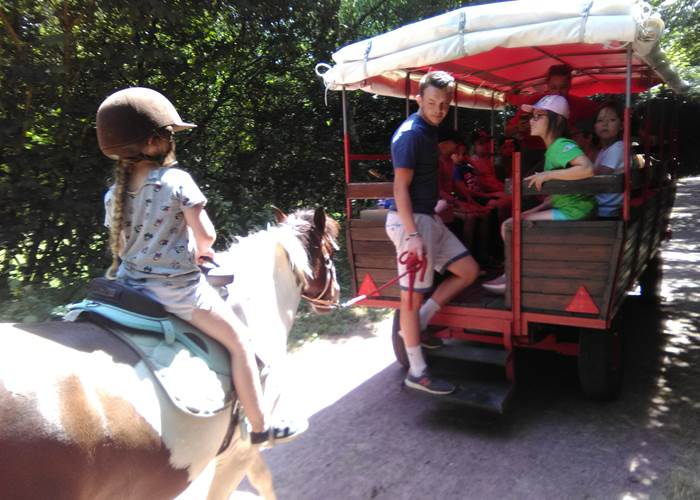 animations équestres