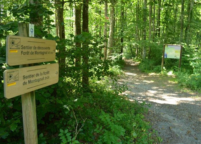 foret de montagnol - Sidobre