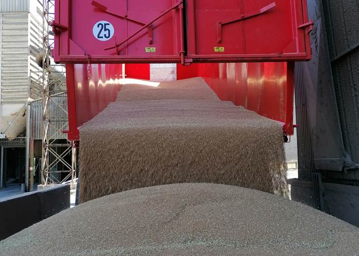 La récolte du blé à la ferme