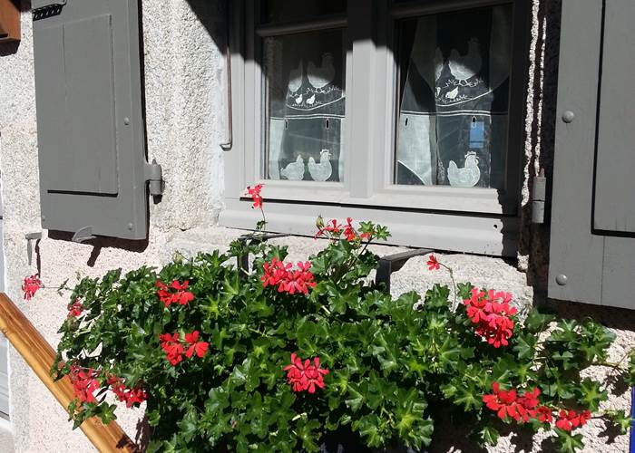 GERANIUMS
