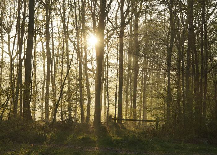 Forêt ardennaise