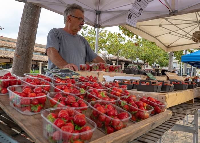 Les belles fraises de saison au marché de Tonneins