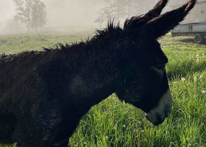 Vive les roulades dans la boue !!!