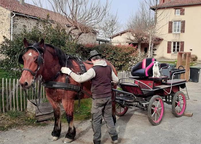 Préparation d’Elvis avant la promenade en calèche